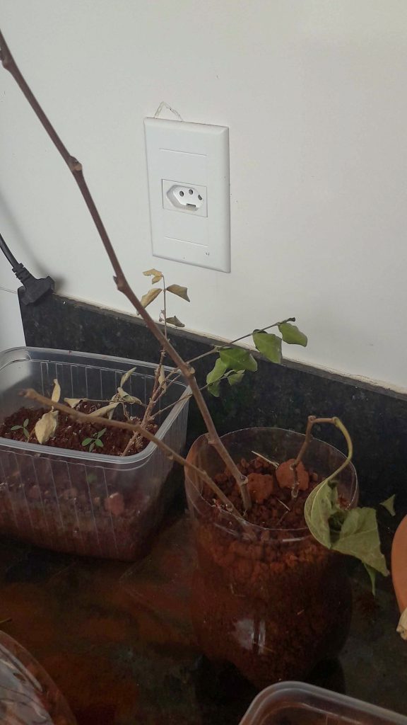 Estaquias de amoreira plantadas